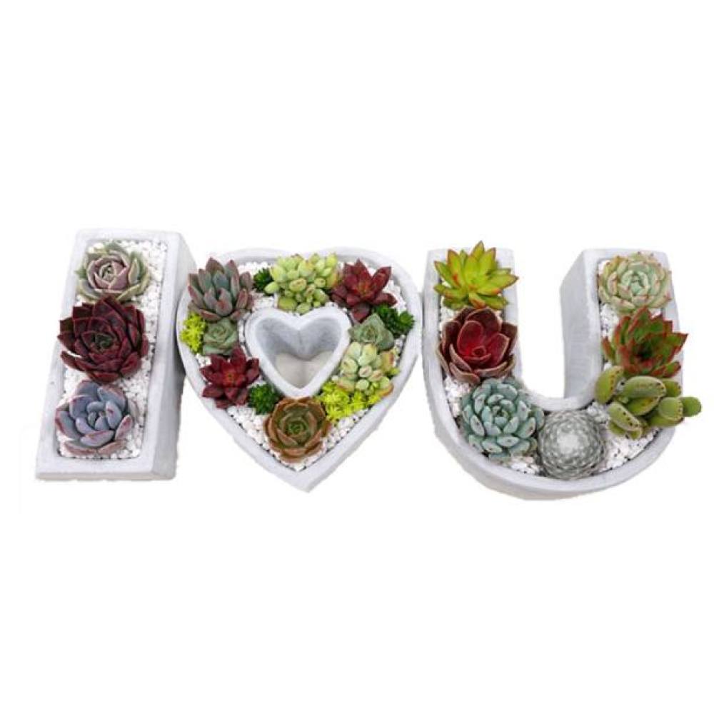 Plant Gift For Valentine's | I Love U Succulents